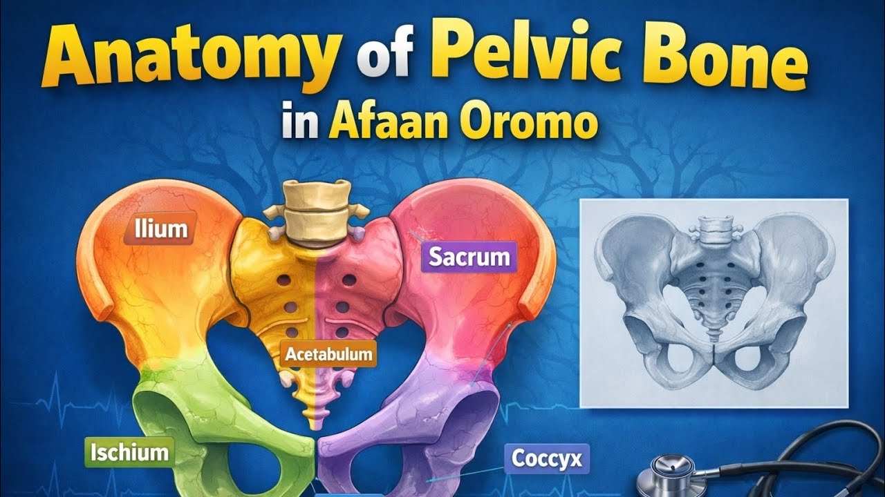 Anatomy of the pelvis bones in afan oromo