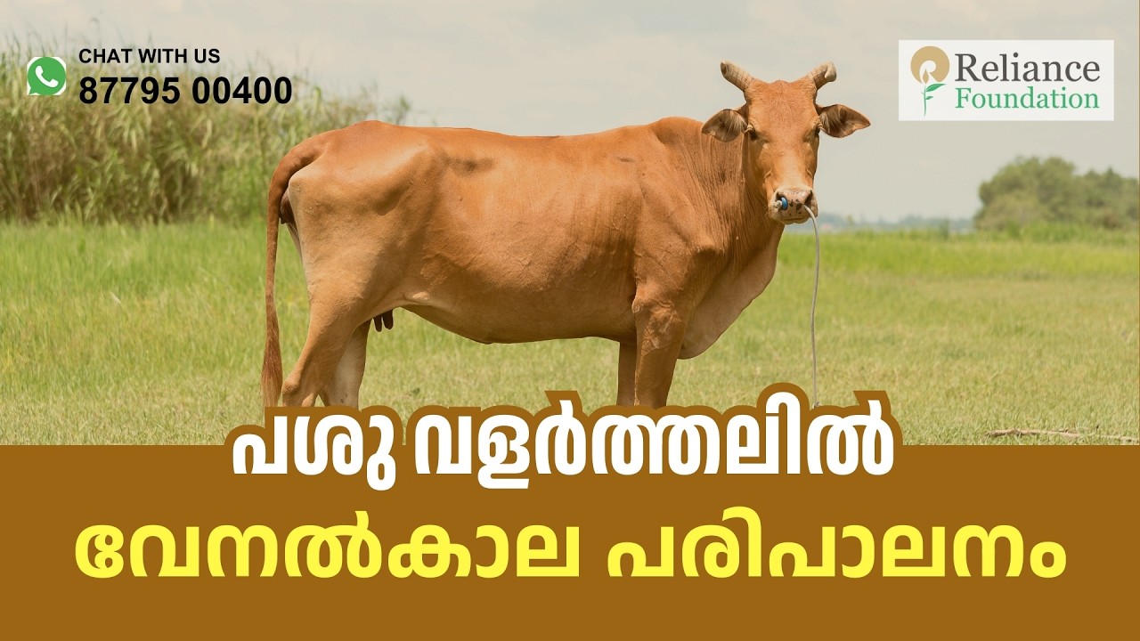 പശു വളർത്തലിൽ വേനൽക്കാല പരിപാലനം | Summer Management in Cattle