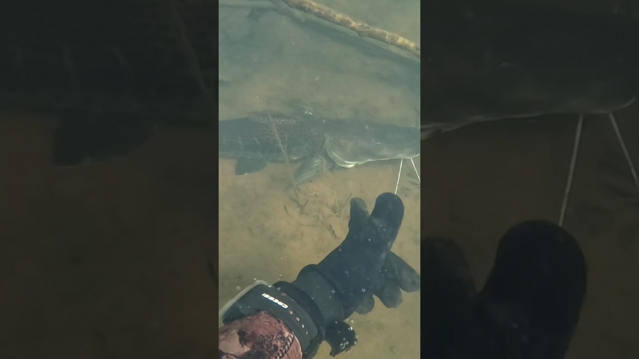 Peixe Pintado Seletividade #pescasub #pesca  #dive #apneia #viral #fyy #shorts