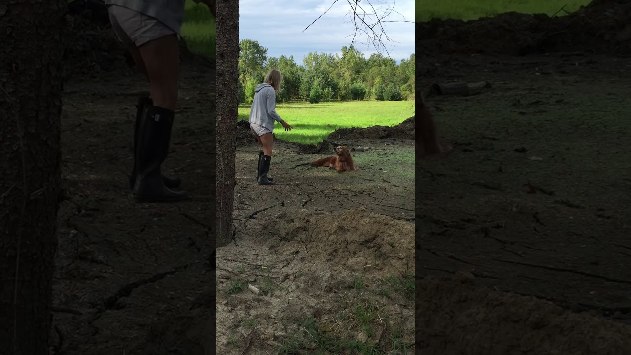 Bailey stuck in mud (Part 1)