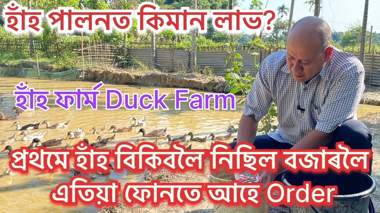 হাঁহৰ ফাৰ্ম কেনেকৈ কৰিব ॥DUCK FARM IIDuck farm Videos II DUCK FARM IN ASSAM 