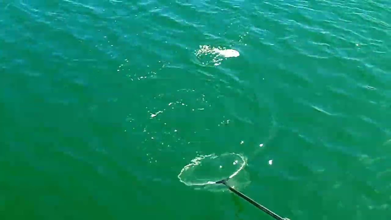 εγγλέζικο ψάρεμα και κάποια χρήσιμα match  fishing in Greece