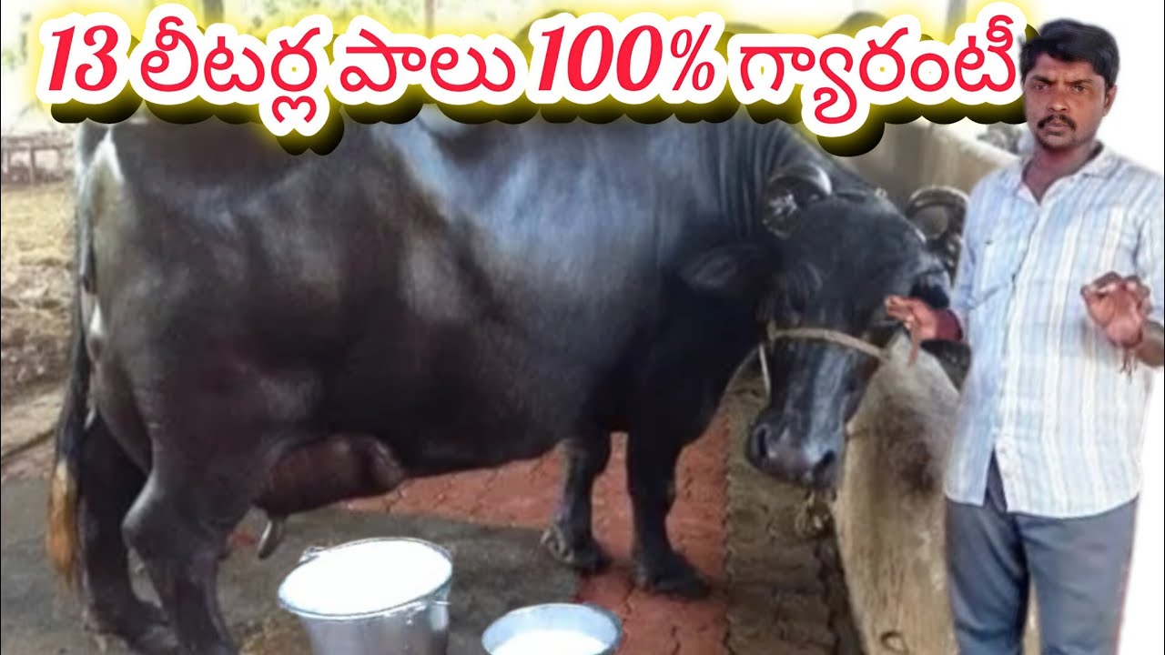 రైతు కడప జిల్లా కాజీపేట#nageshsige46 