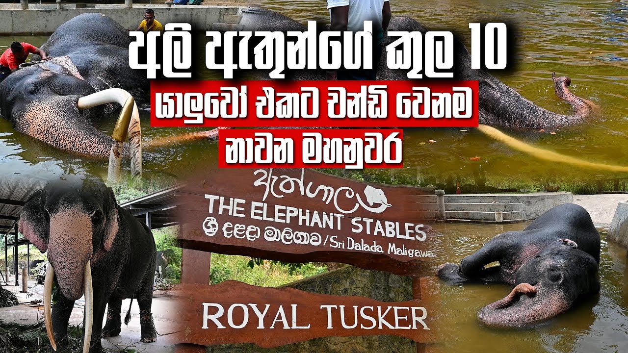 යාලුවෝ එකට නාන චන්ඩි වෙනම නාවන මහනුවර ඇත් ගාල | Pet Talk
