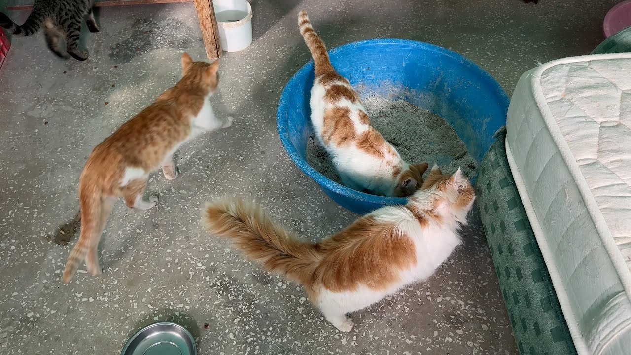 Dünya Kediler Günü'nde Bahçemizin Dostlarına Küçük Bir Selam... 🐾🥀