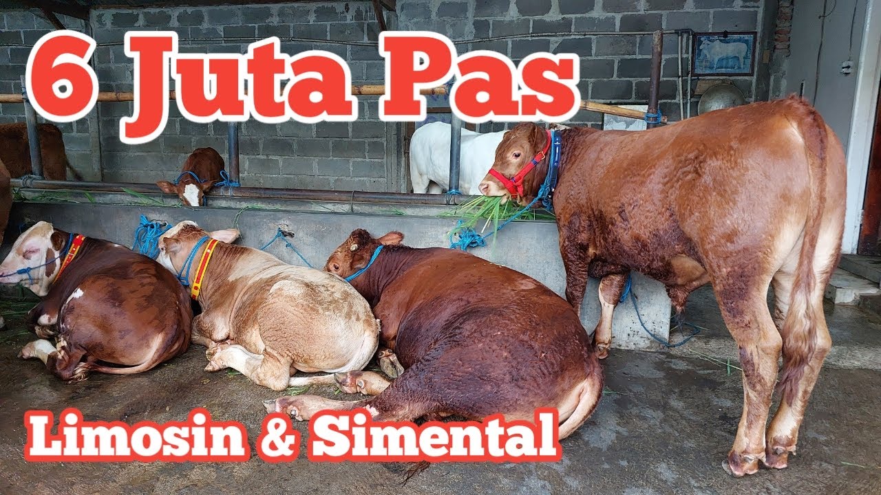 Review harga sapi Ekonomis hingga Super harga Limosin 6 juta pas