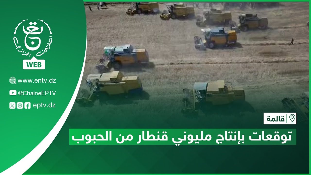 قالمة - توقعات بإنتاج مليوني قنطار من الحبوب