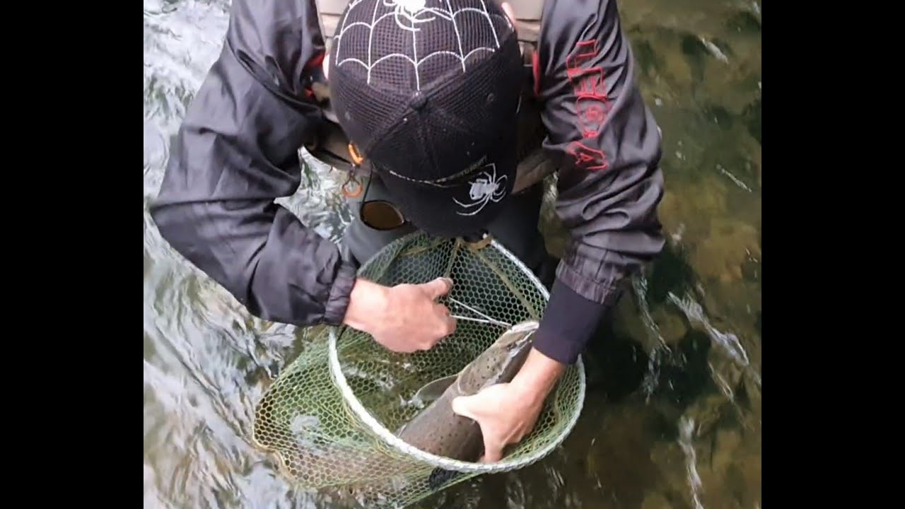 Kakav udarac, mladica 7-8kg! Pecanje pastrmke, Sokolovo Sanski Most i kakvo iznenađenje.