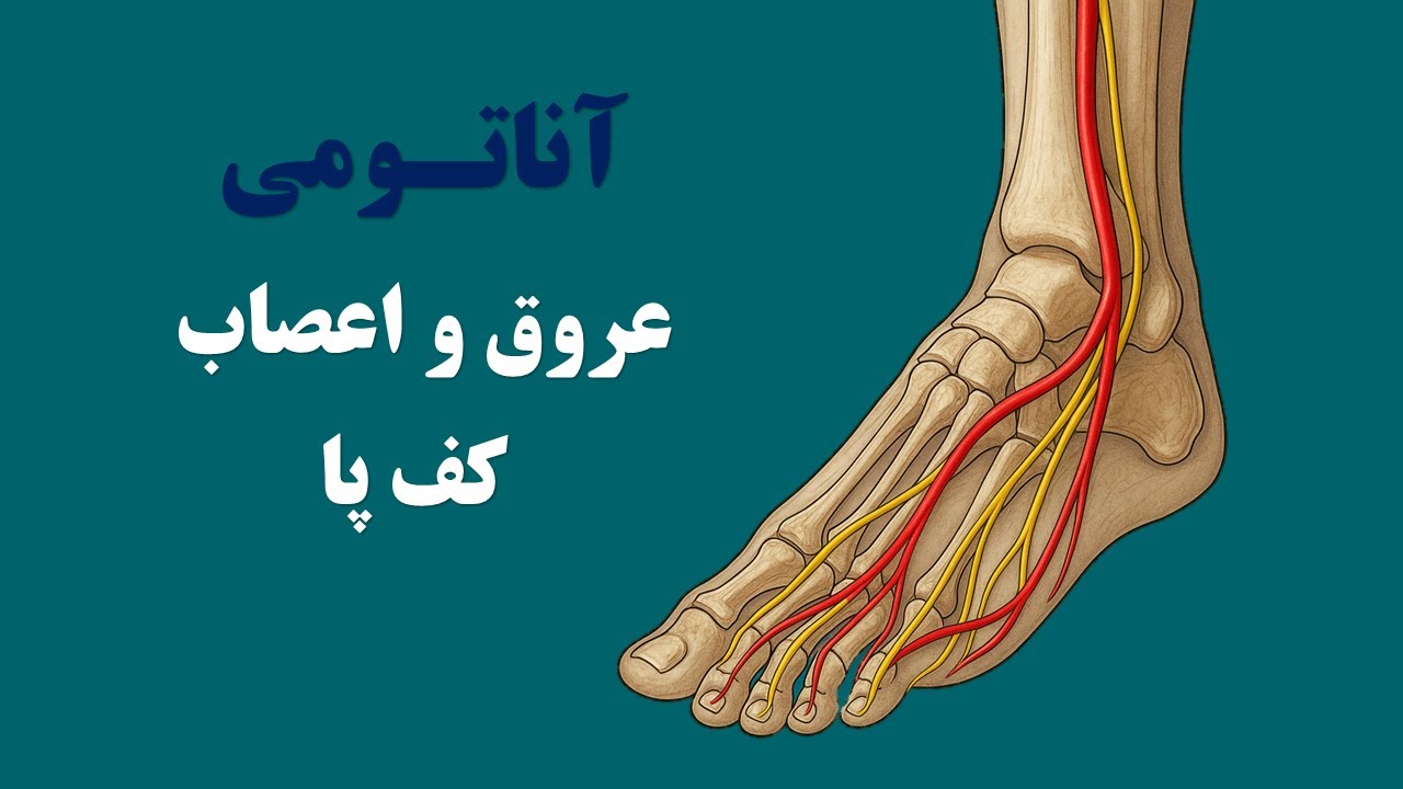 آناتومی عروق و اعصاب کف پا