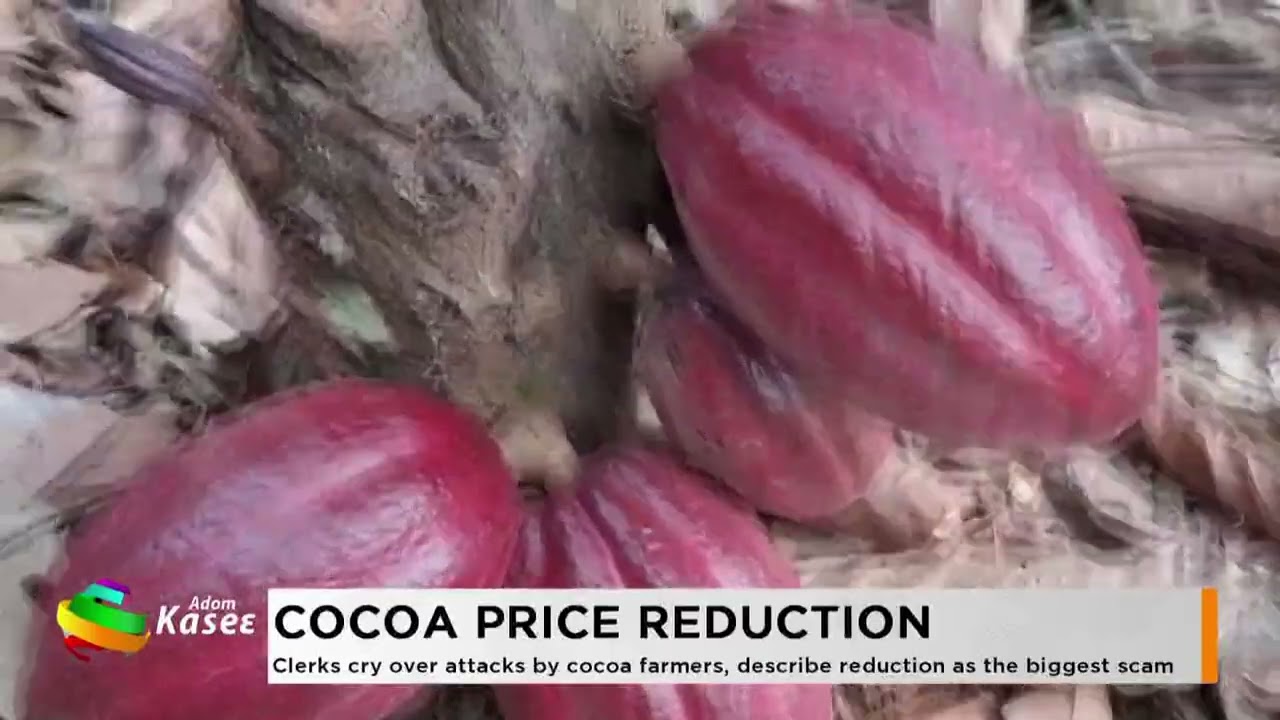 Cocoa Price: Clerks cry over attacks by cocoa farmers, describe reduction as the biggest scam
