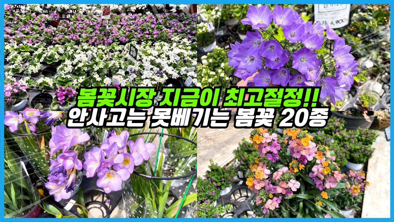 이번주말 봄꽃시장이 절정을 맞이합니다!! 역대급 화려한 봄꽃 20종!! 다 사고싶음 주의 ㅠㅠ