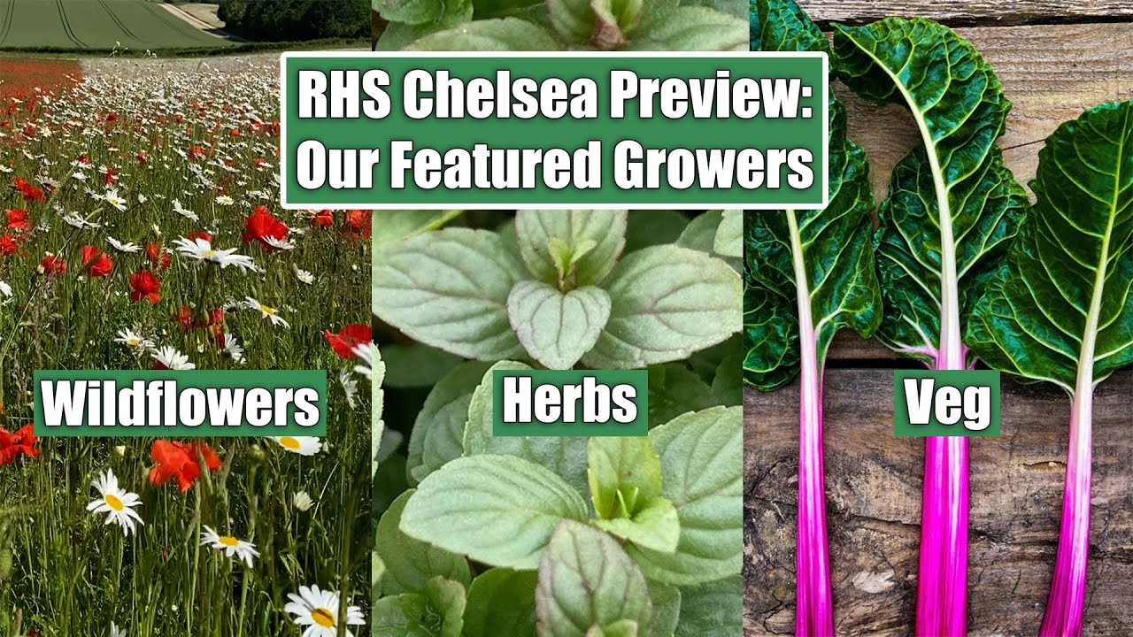 RHS Chelsea Garden Preview: Herbs, Wildflowers & Veg | UK Growers Supplying The Monument Feature