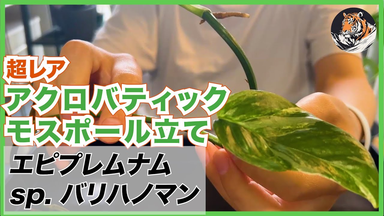 【エピプレムナム】レアなエピプレムナム sp. バリ ハノマン斑入りの開封、ぶった切り、増殖、モスポール立て
