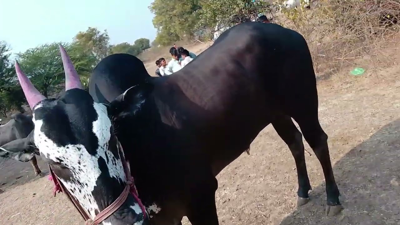 हिंद केसरी राजा तलेगांव मैदानात उतरला 🌟🥳💯💯