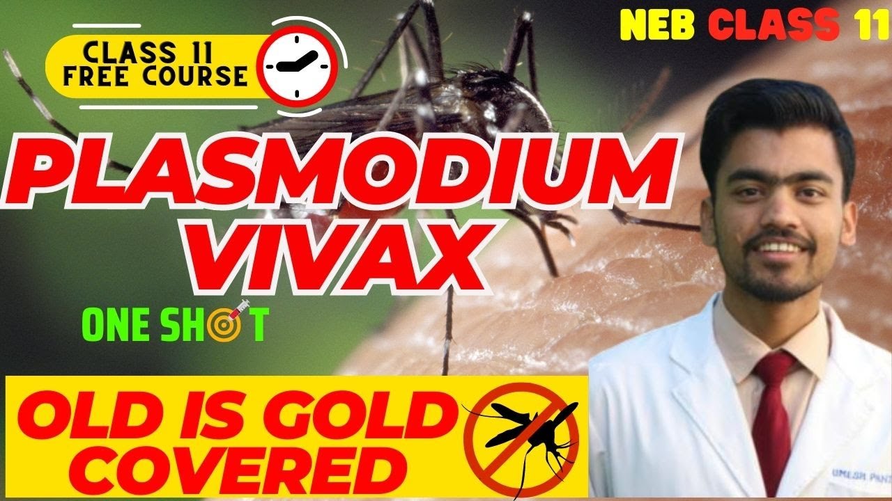 Plasmodium vivax Class 11 | Class 11 Biology NEB Nepali | Most Important Chapter Of Zoology 🚀
