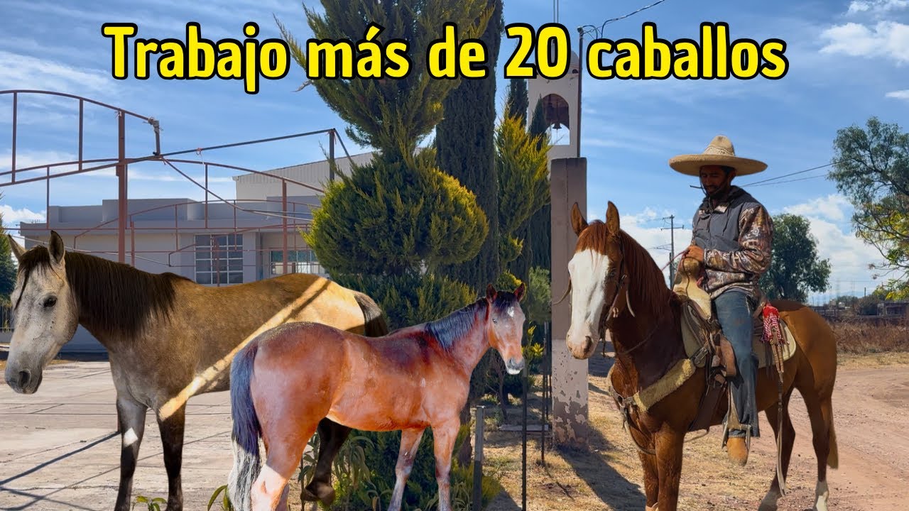 Trabajo con más de 20 caballos | Arrendador y yegua en venta.