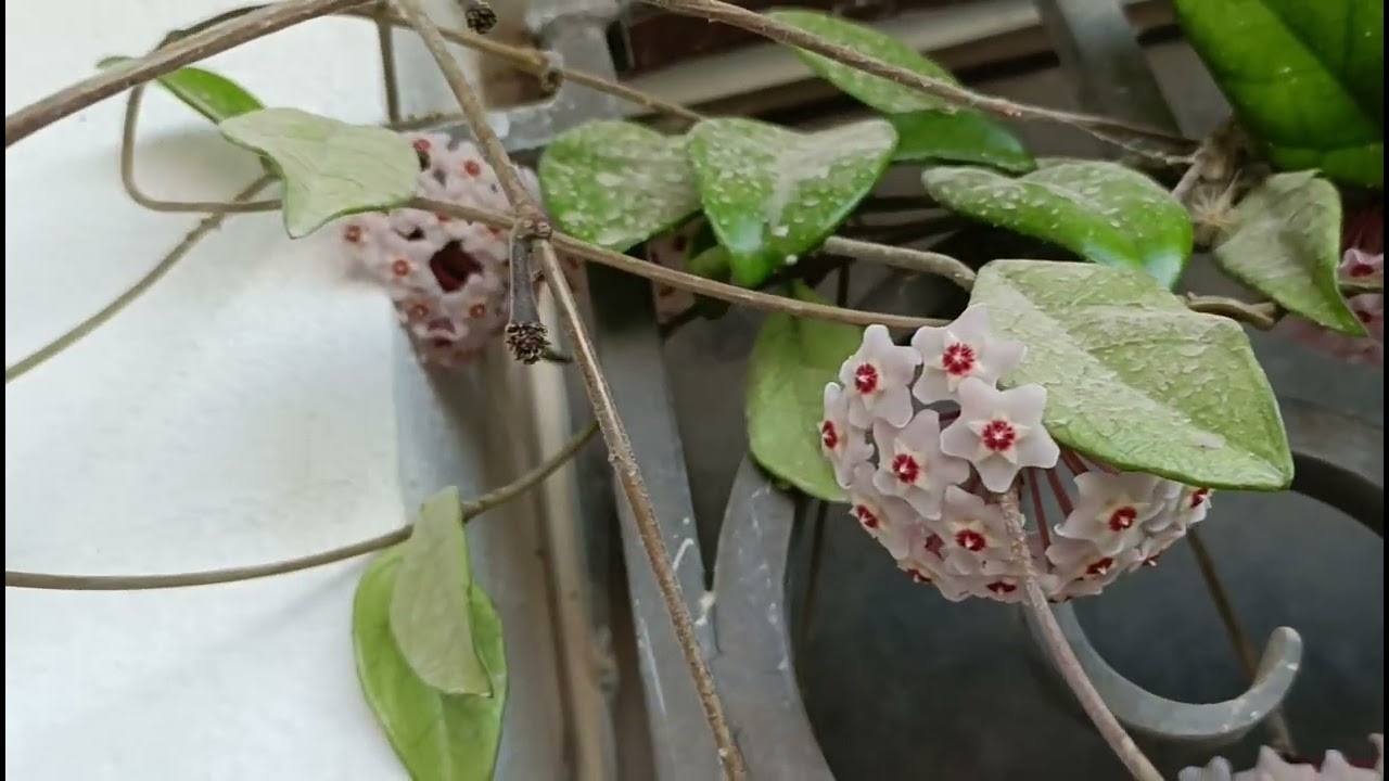 صباح جميل 🫶 مع رائحة الندى وصوت العصافير ♥️💐
