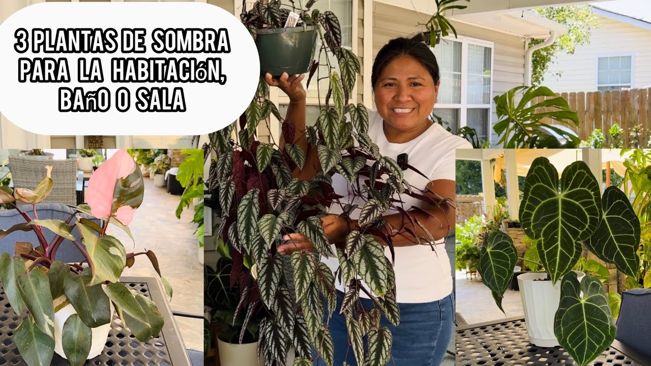 3 PLANTAS CON HERMOSOS COLORES PARA La sala, habitación o tu baño