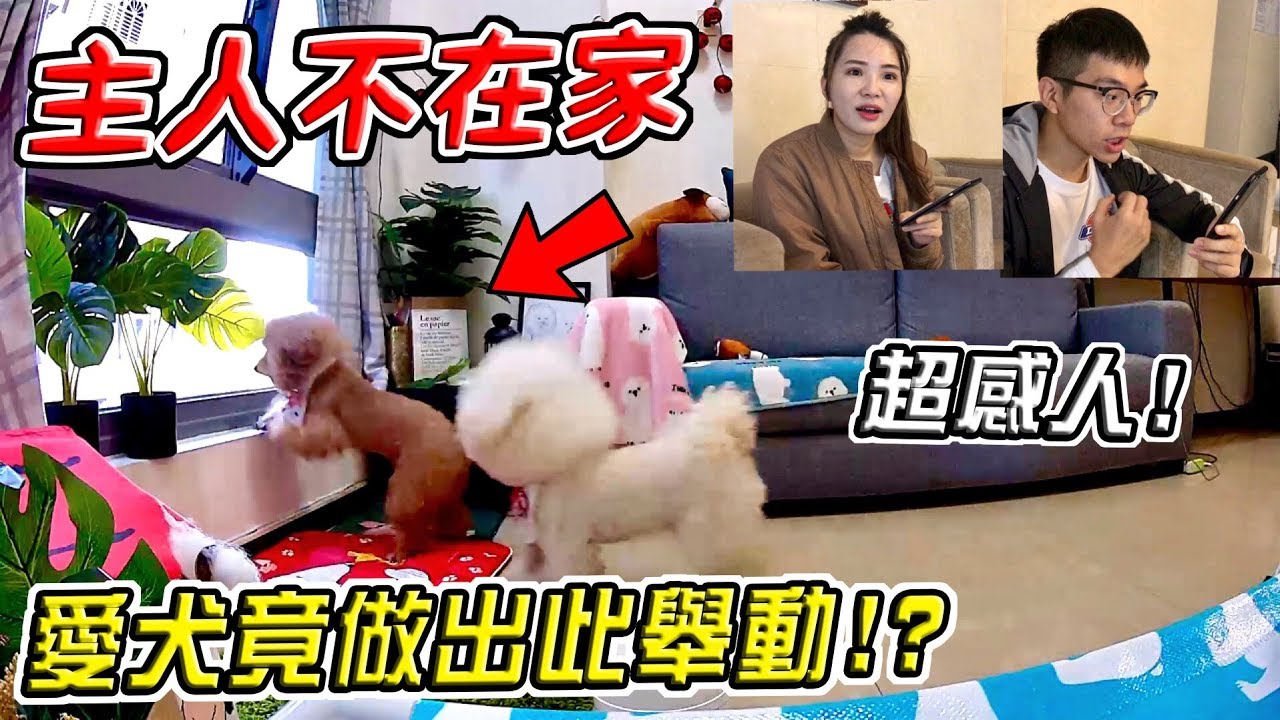 實測主人不在家 狗狗會在家幹麻？竟意外錄下驚人畫面！？『愛犬反應超感人』What will the dog do when owner is not at home?【希露弟弟啃雞腿】