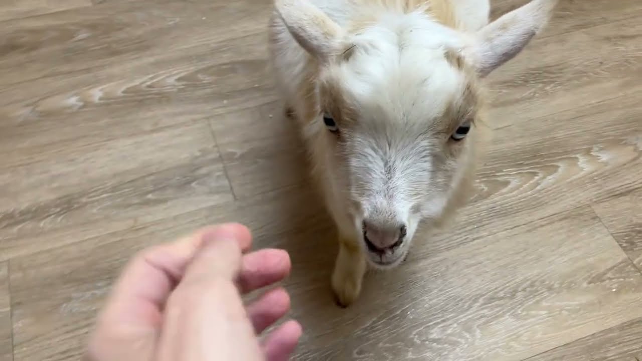 Topaz Goes to the Vet Part 1