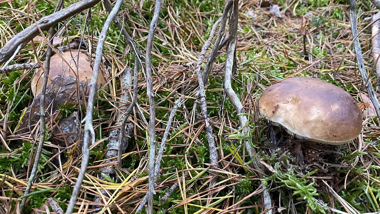 Boletus Edulis en Castilla y León a 29 de septiembre de 2024