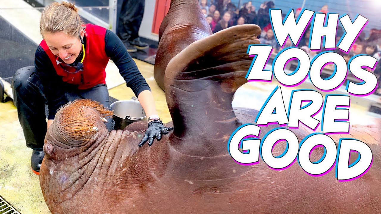 Marine Biologist Answers Hard Questions About Zoos & Aquariums