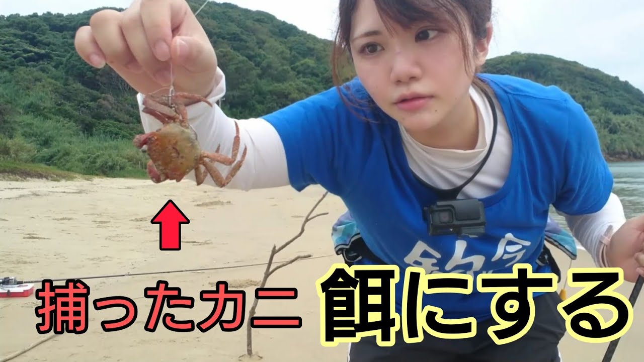 お菓子で捕まえたカニ、餌にして釣りすると&hellip;。