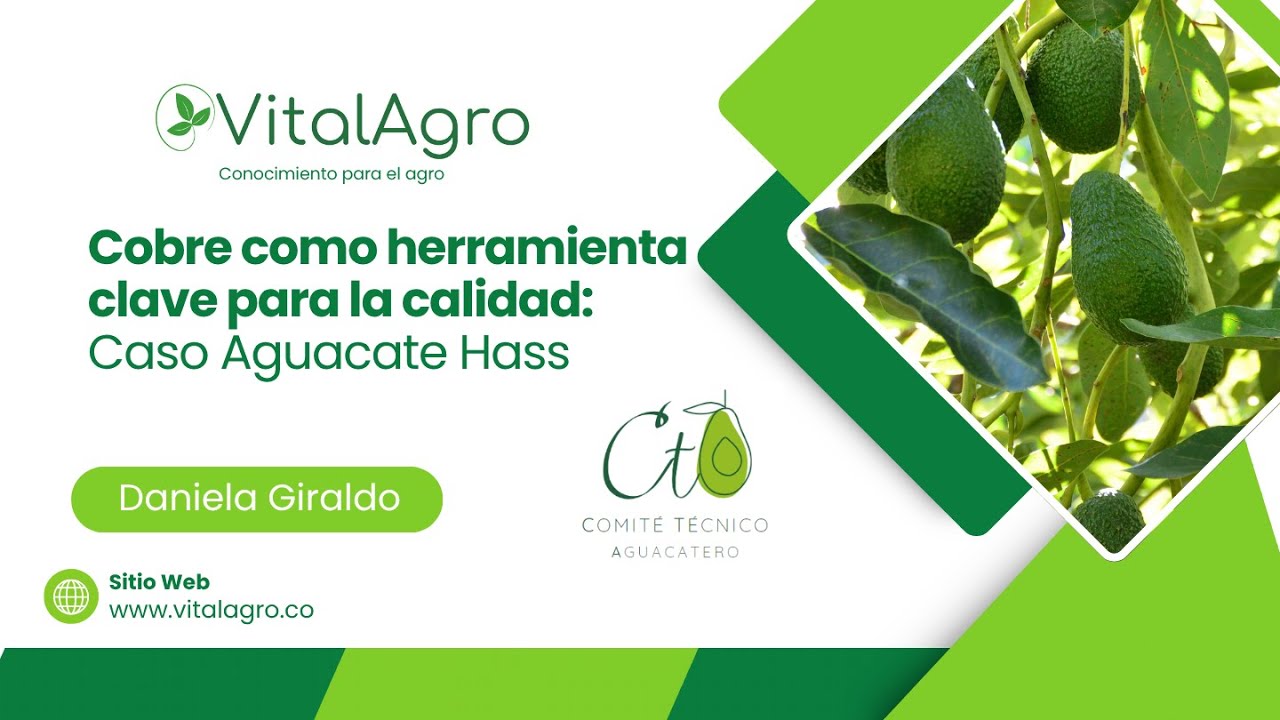 Cobre como herramienta clave para la calidad: Caso Aguacate Hass