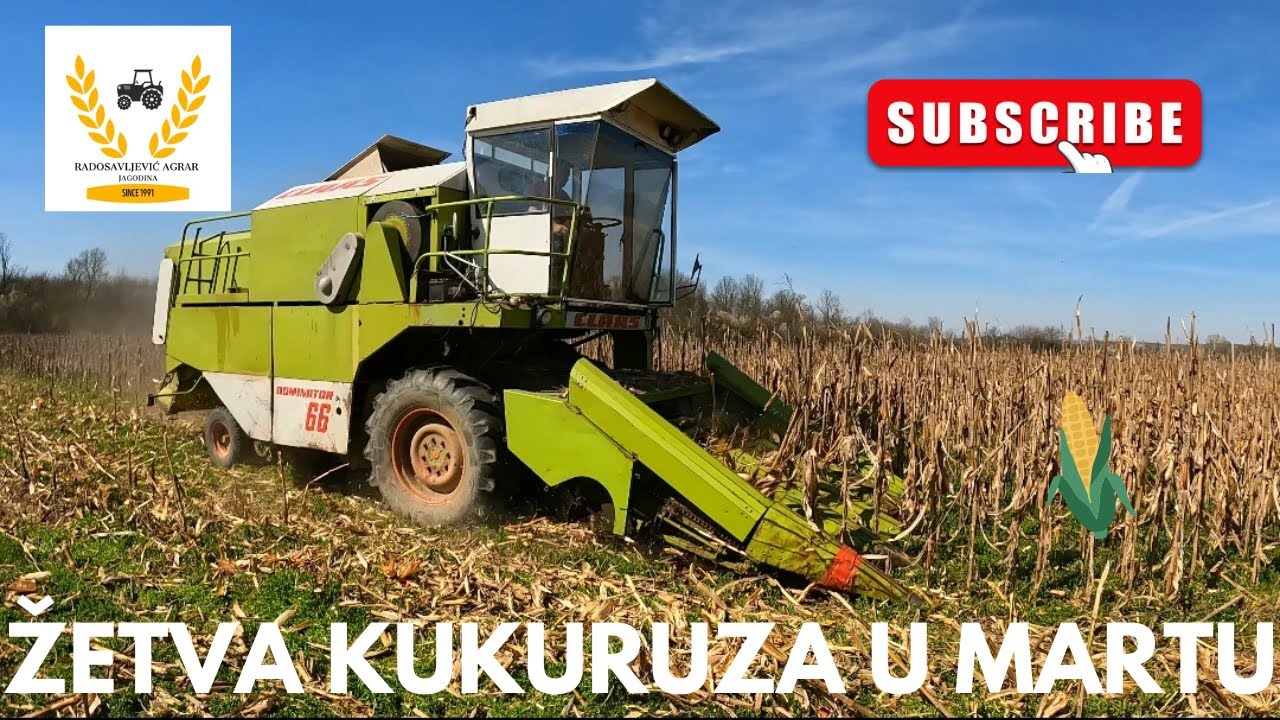 Žetva kukuruza u martu | Loša oplodnja unistila prinos