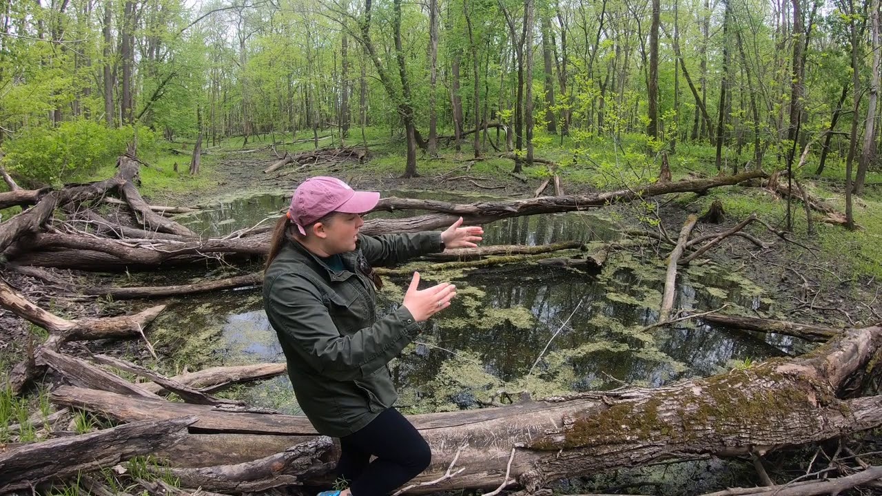 Amphibian Week: Habitat