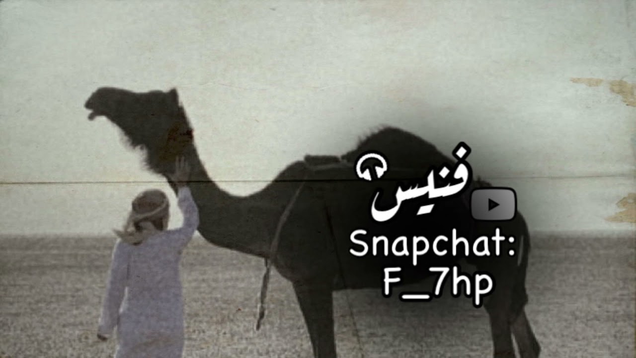 ما ينوّخ للحمول الا الجمالي , ومايقدم فالرجال الا الوليدة || فهد بن فصلا بطيء مميز 👌🏻🔥.