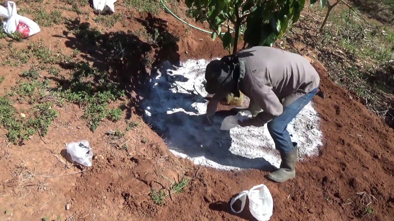 Adubação de Frutíferas P/ Crescimento Rápido