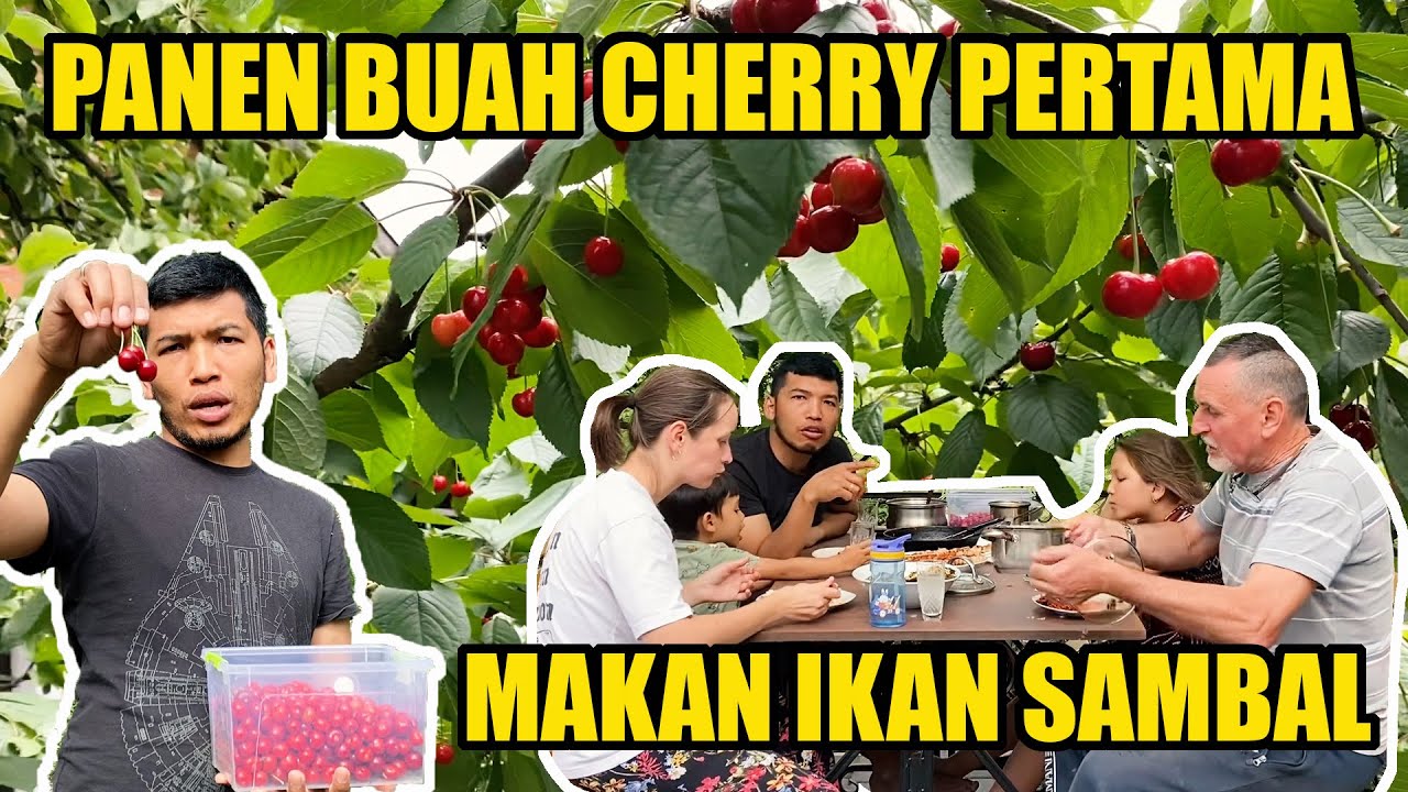 PANEN BUAH CHERRY PERTAMA - MAKAN IKAN SAMBAL BUATAN ULI