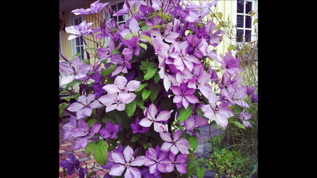 En vänlig grönskas rika dräkt (sax solo)