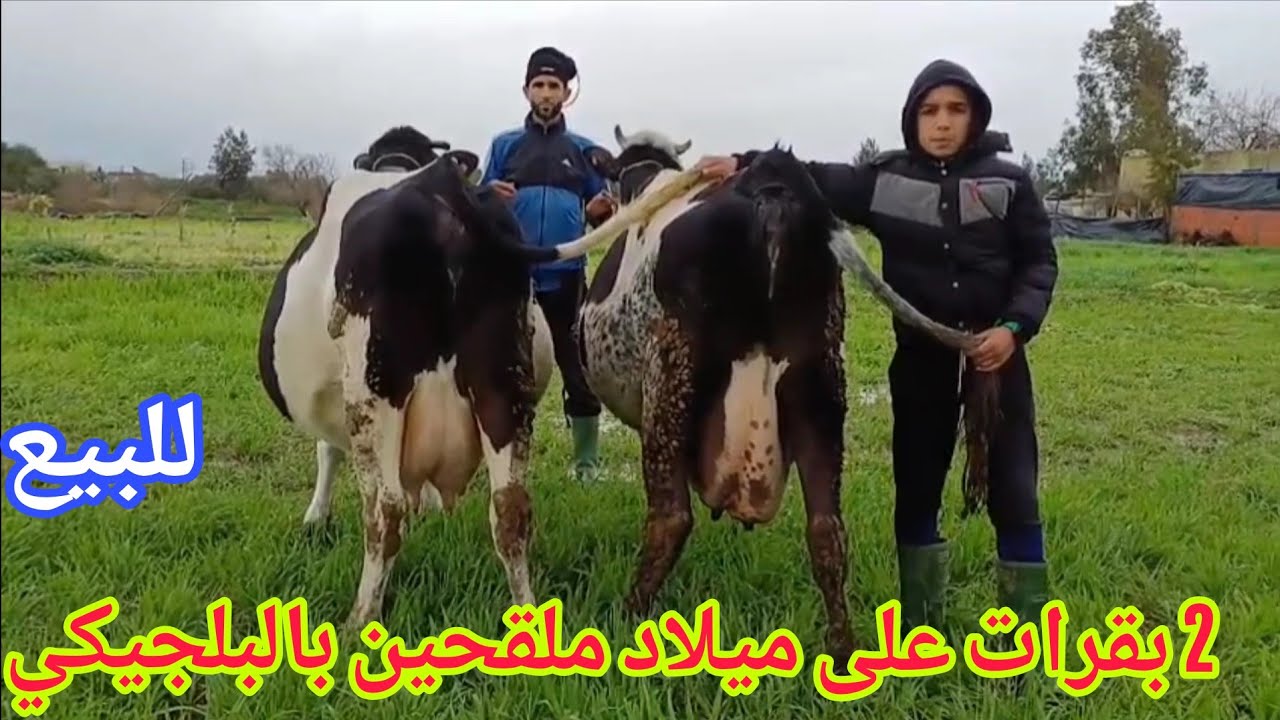 تباااارك الله💫 2 بقرات على ميلاد ملقحين بالبلجيكي🥇إتصل 06.15.86.28.07 📞ألو سي واليد نواحي الغرب🇲🇦 