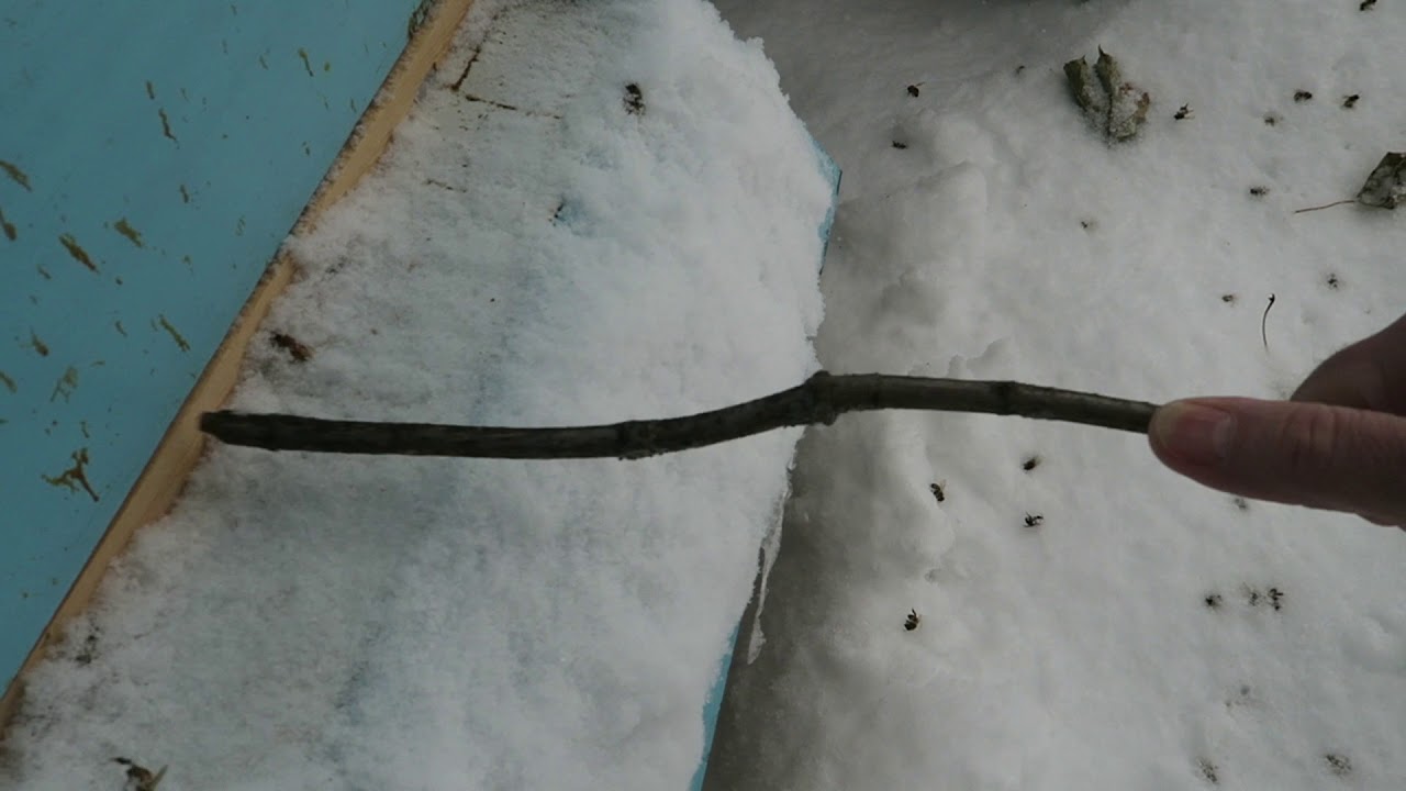 Checking the bees in December 2017