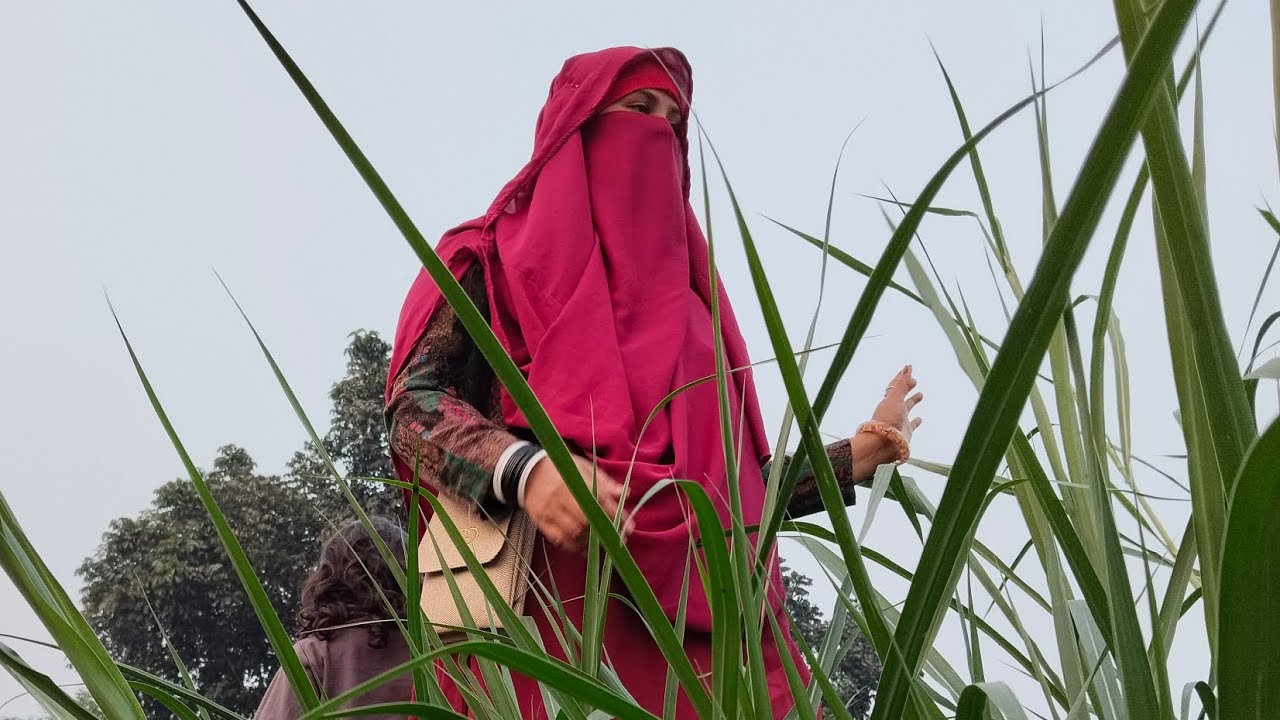 হাসতে চাইলে ভিডিওটা দেখুন |প্রকৃতির সৌন্দর্য |গ্রামের দৃশ্য |সবুজের মাঝে ঘুরাঘুরি |মন ভালো হয়ে যায় |