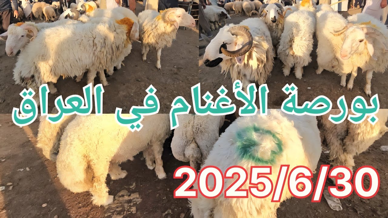 #سوق_الأغنام في العراق سوق محافظة ديالى وسط العراق