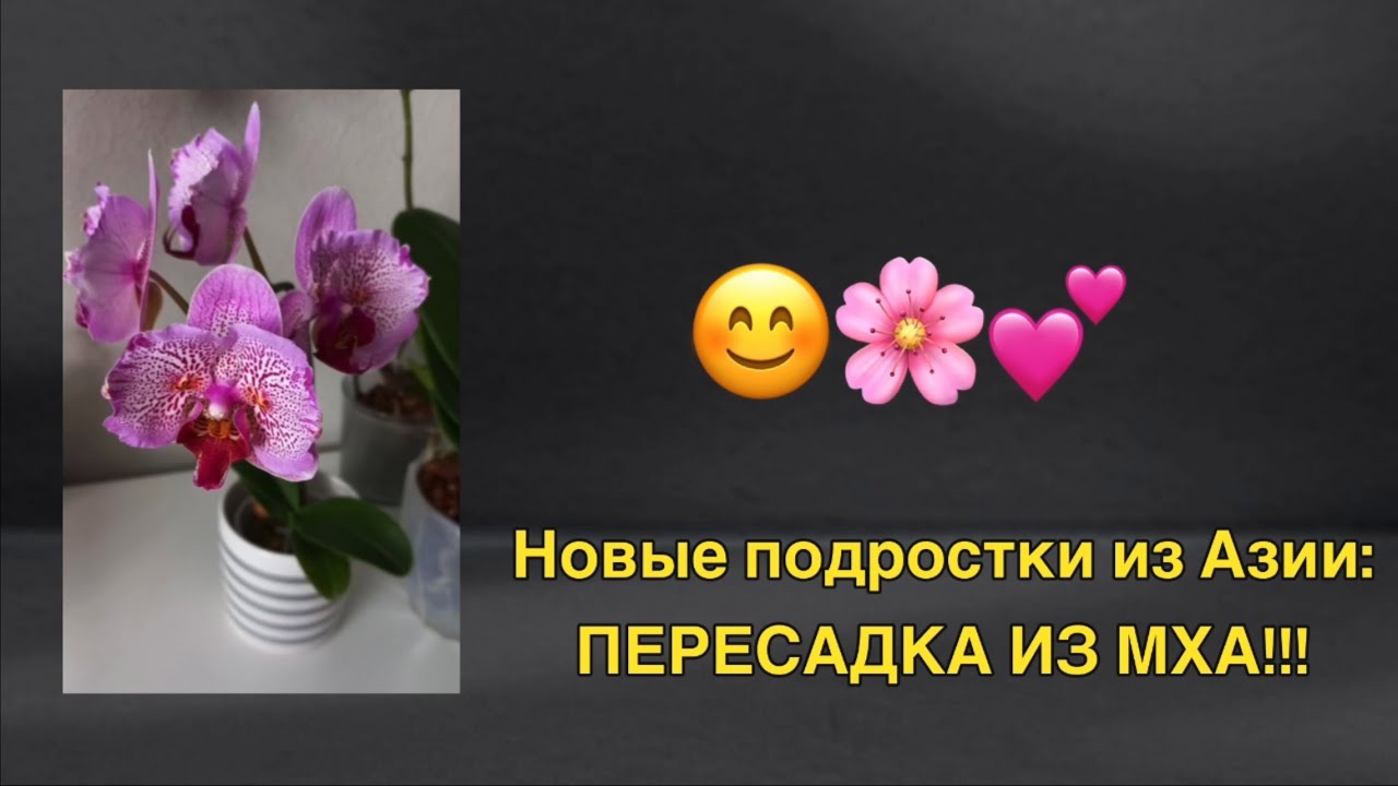 Пересаживаем Mituo King “Big Pink” и I-Hsin “Pixie Reds” 🌸🔥