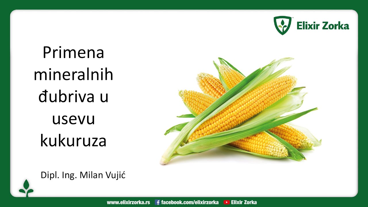 Webinar - Tehnologija đubrenja kukuruza
