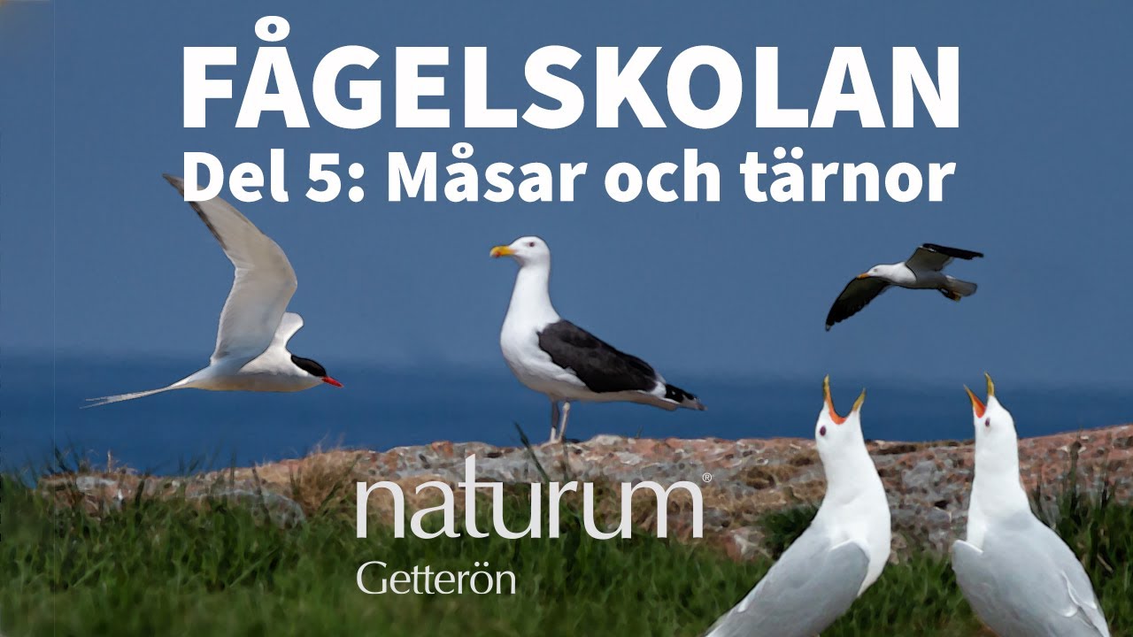 Välkommen till fågelskolan - Del 5 - Måsar och tärnor