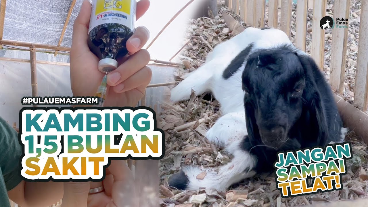 KAMBING 1 BULAN PILEK & TIDAK BISA BERDIRI? INI CARA MENGOBATINYA! #pulauemasfarm