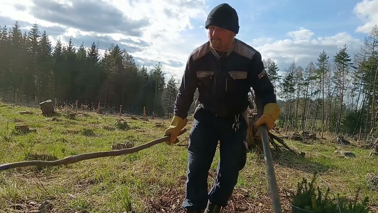 Sázení stromků.
