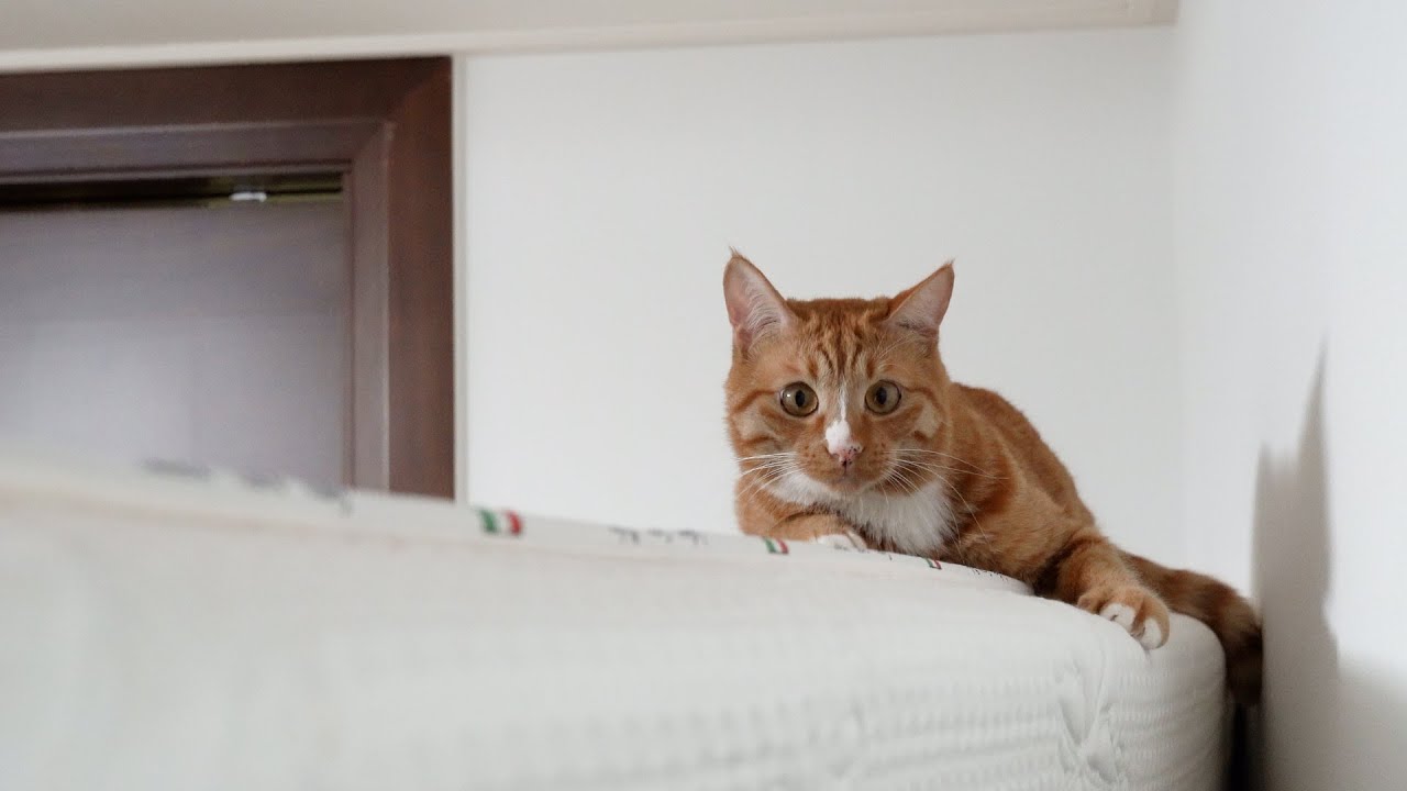 Как Далеко Кот Может Забраться?