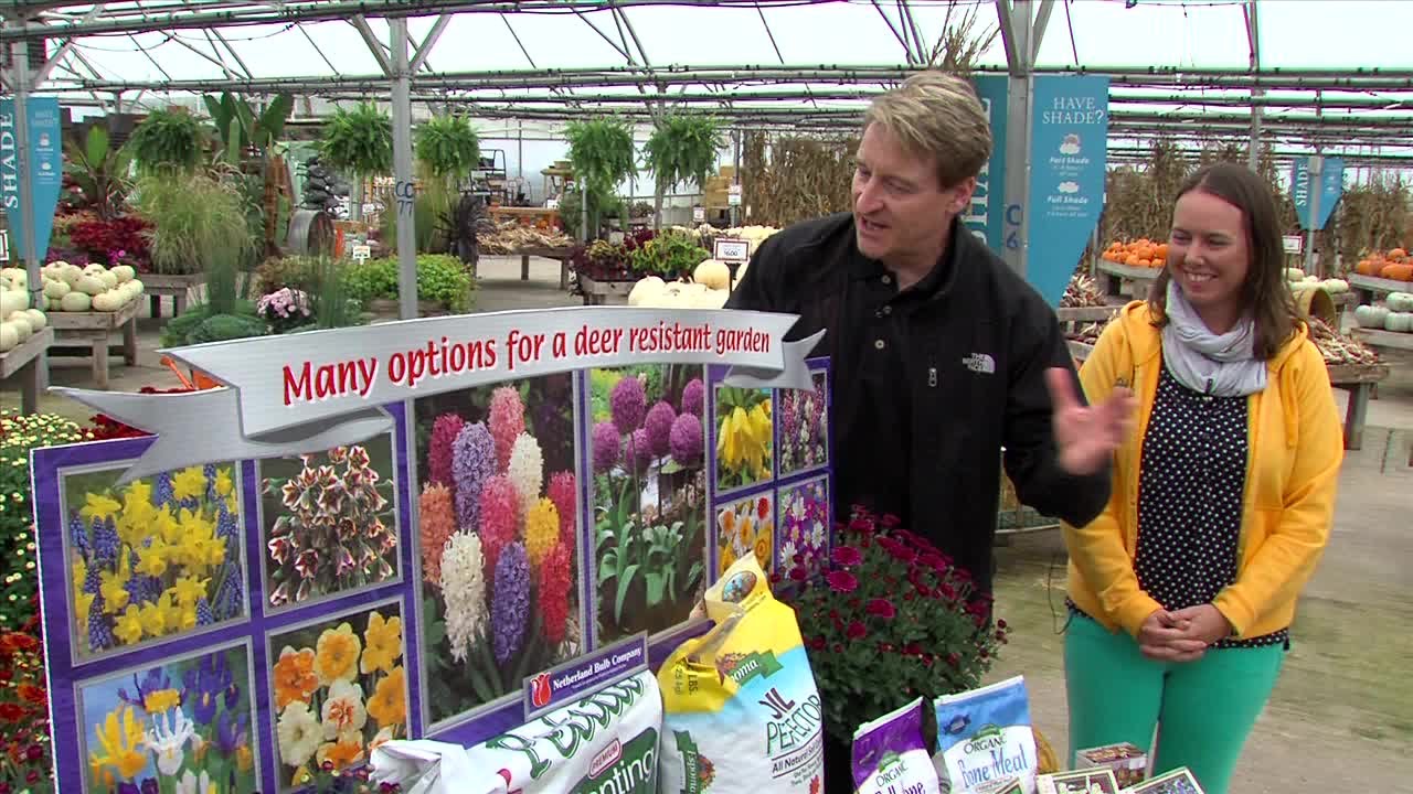 Deer Resistant bulbs