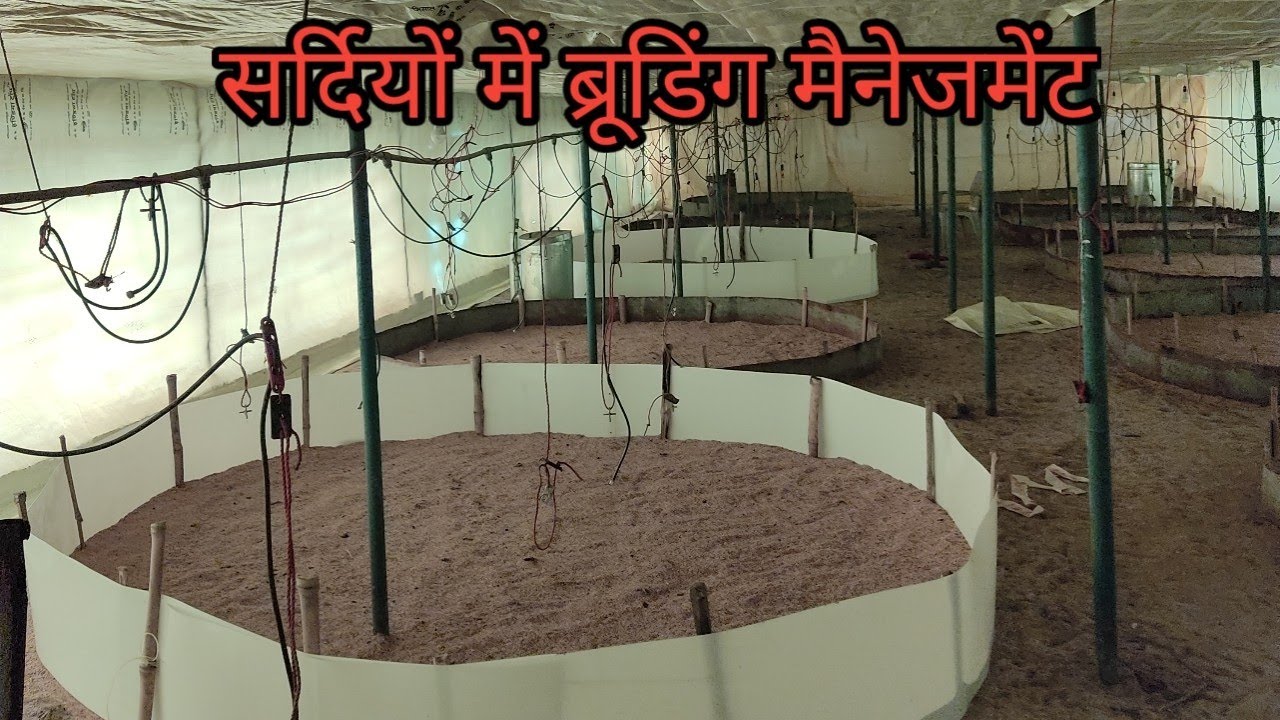 सर्दियों में ब्रूडिंग मैनेजमेंट कैसे करे?