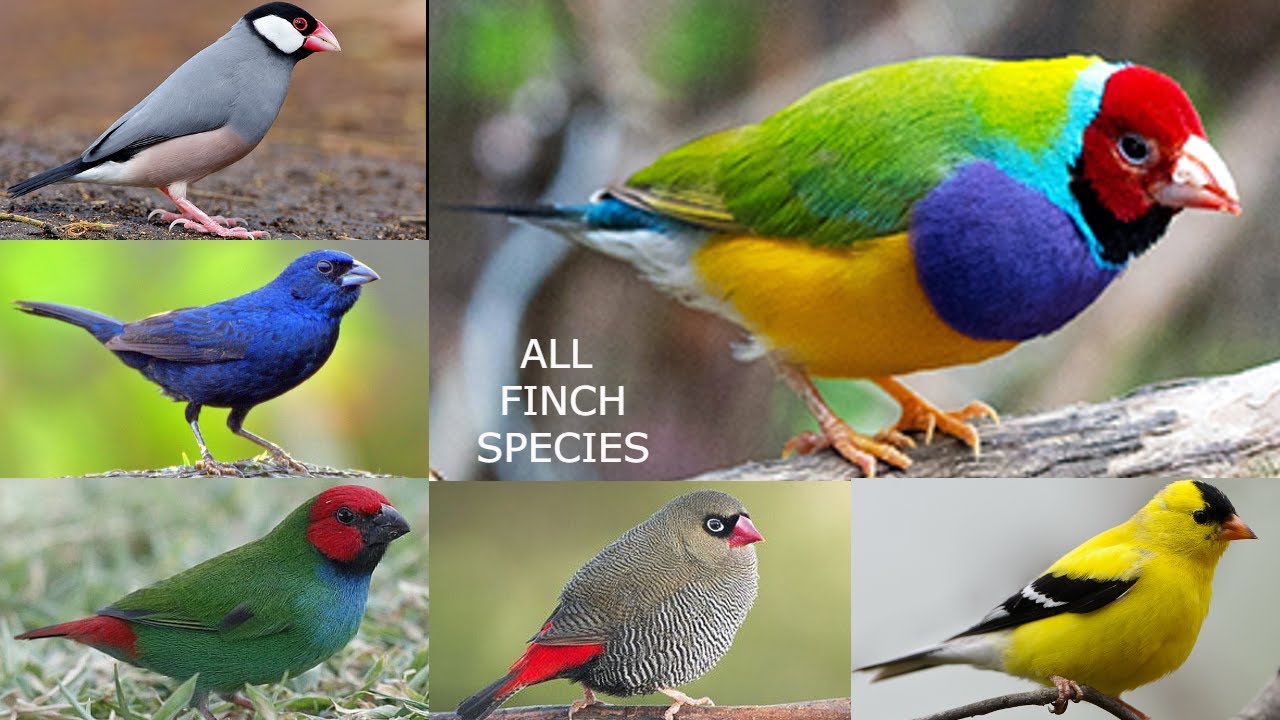All Finch Species in the World types of finches  finch breeds