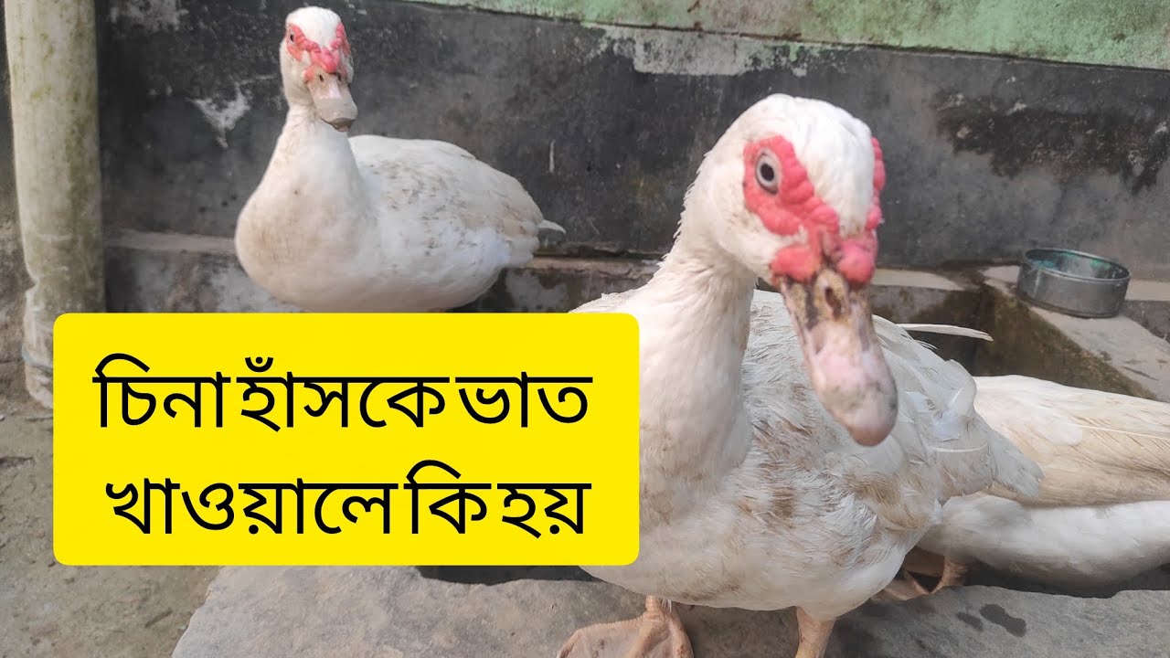 চিনা হাঁসকে ভাত খাওয়ালে যেই সমস্যা হয়।