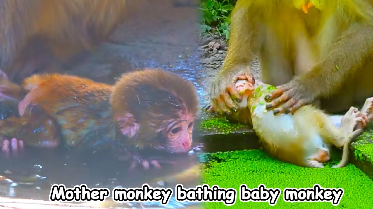 Monkey Life in the Forest. Monkey Daily Life. Mother monkey bathing baby monkey
