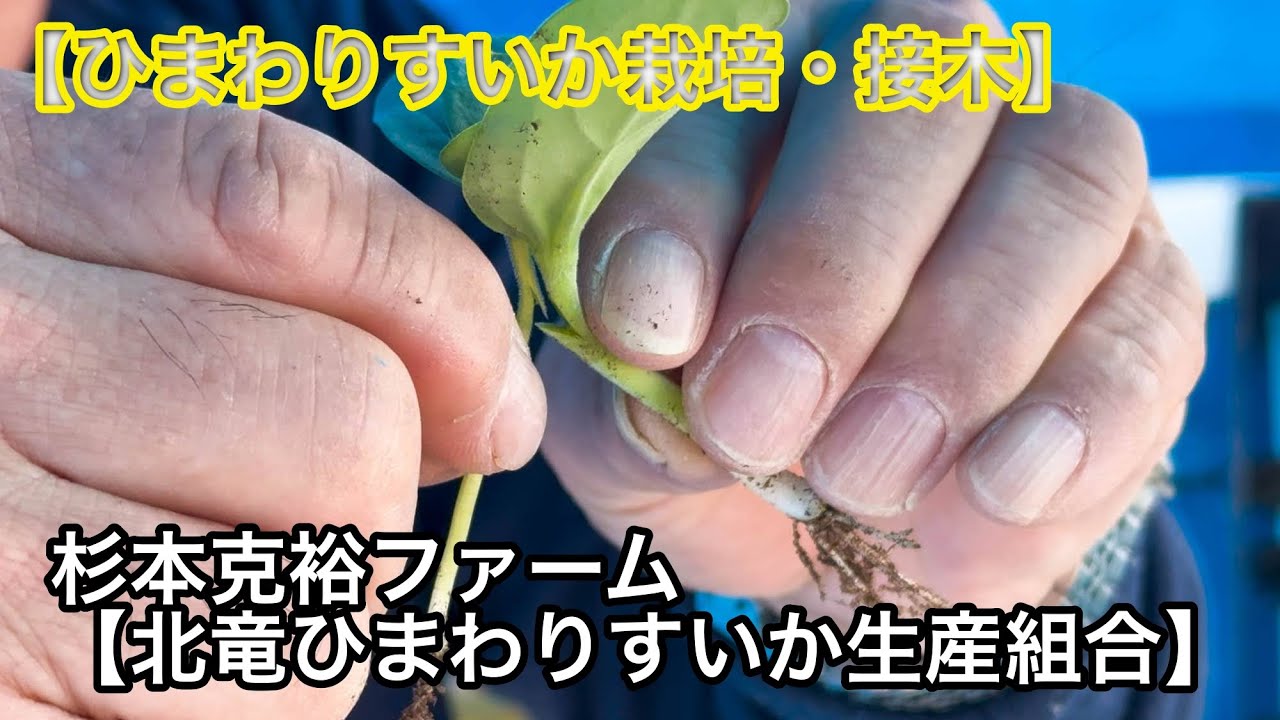 【ひまわりすいか栽培・接木】杉本克裕ファーム【北竜ひまわりすいか生産組合】